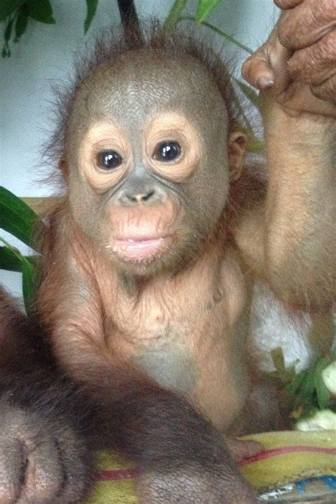 289 Best Images About Orangutans On Pinterest Species