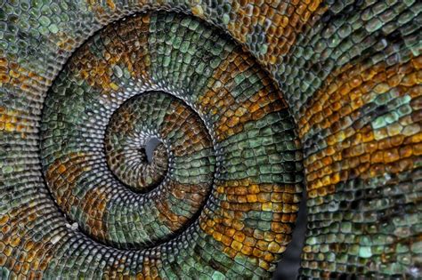 Yemen Chameleon Tail Chameleon Science Nature Spiral