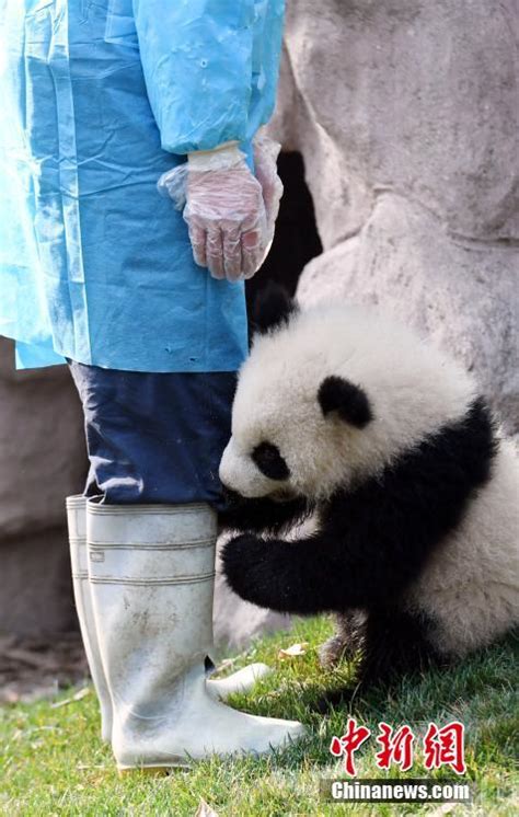 Baby Panda Hugs Breeder Goes Viral 2 Peoples Daily Online