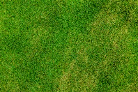Green Grass Texture Texture Download Photo Background