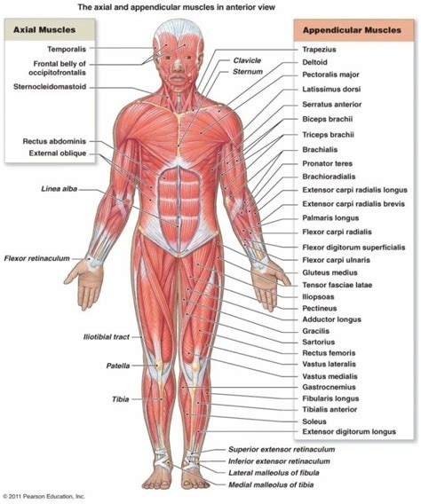 Be prepared to spend a fair amount of time on this unit. The axial and appendicular muscles in anterior view ...