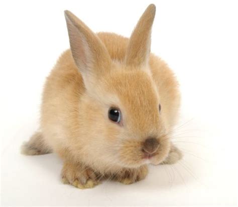 Les tulipes sont rouges les cercles sont roses et verts. Dessins en couleurs à imprimer : Lapin, numéro : 117472