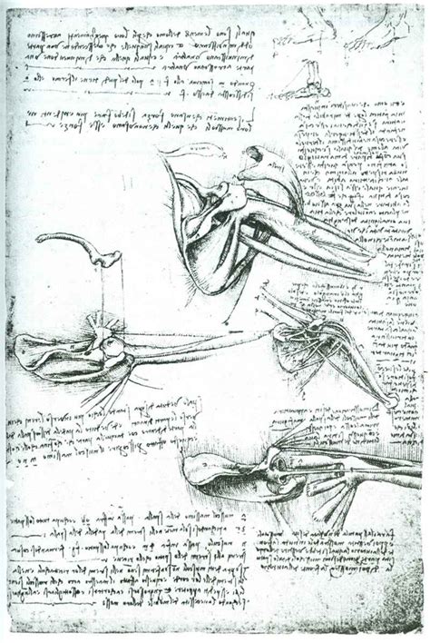 Pdf Leonardo Da Vinci On The Human Body The Anatomical Physiological