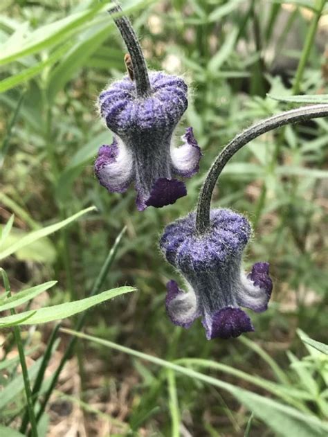 Purple Hairy Bell Shaped Flower Colorados Wildflowers