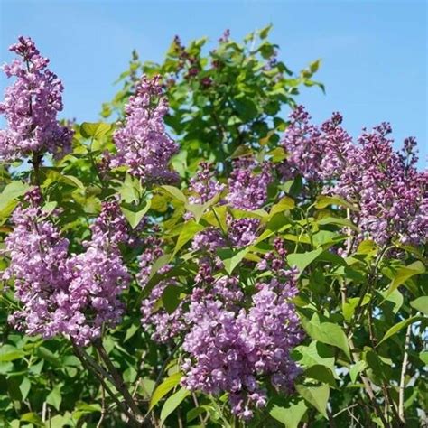 25 Double Blue Lilac Seeds Tree Fragrant Flowers Perennial Seed Flower