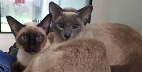 55 Siamese Cats Rescued From Home In Croydon South London News