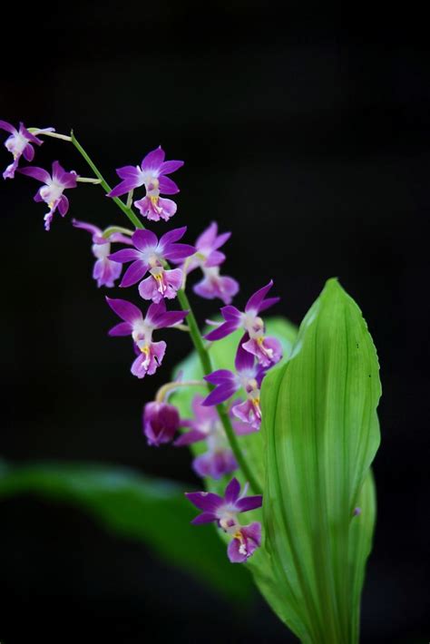 Ebine（japanes Orchid） 18 Orchids Botanical Gardens Garden