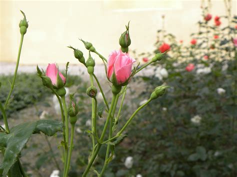 Rose Buds In A Garden Free Photo Download Freeimages