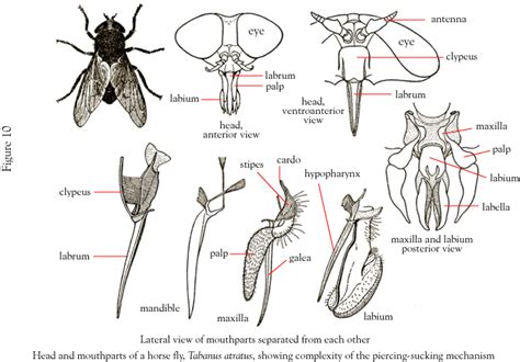 Types Of Mouth Parts Types Of Insects Arthropods Insects