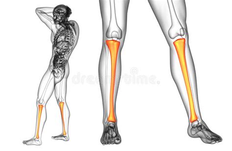 Hueso De La Tibia Stock De Ilustración Ilustración De Salud 88891415