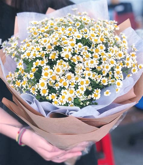 Top 22 Hình ảnh Hoa Cúc Hà Lan Vẻ đẹp Yêu Ngay Từ Cái Nhìn đầu Tiên