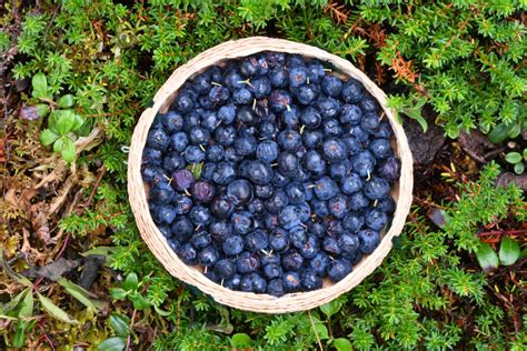 Berries From Alaska Alaska Wild Berry Products