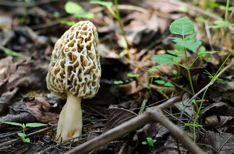 Edible Mushrooms In Tn All Mushroom Info