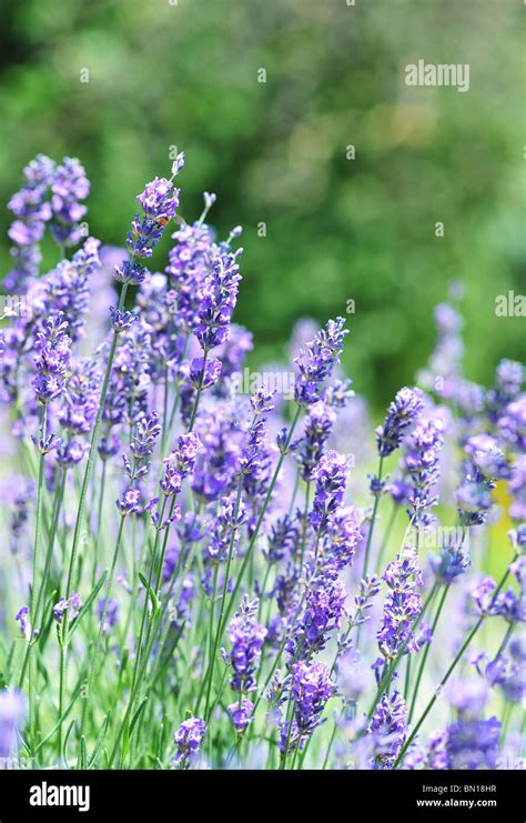 Lavender Lavandula Spica Hi Res Stock Photography And Images Alamy