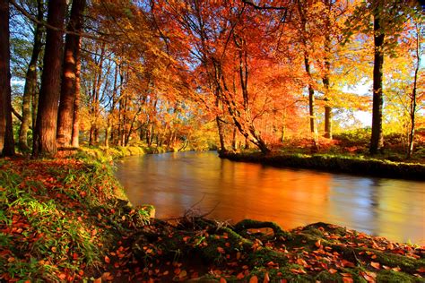 River In Autumn Forest