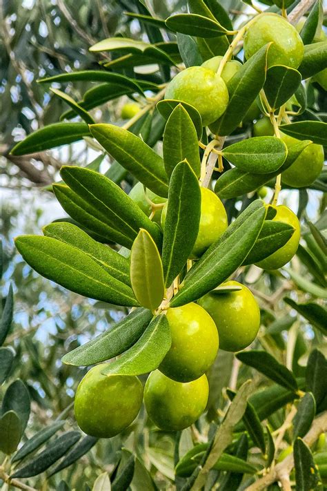 Olives Olive Tree Green Free Photo On Pixabay