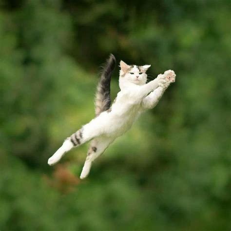 Pin By Wendy Wang On C 角色（動物造型） Jumping Cat Cats Cute Cats