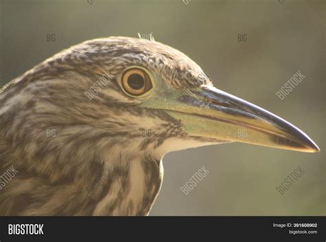 National Bird Uganda Image And Photo Free Trial Bigstock