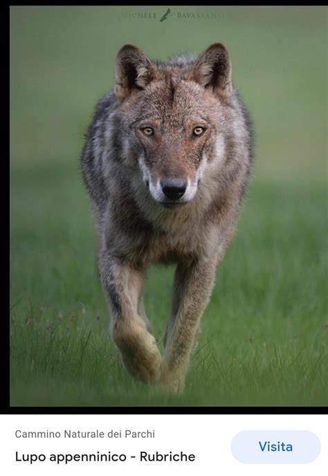 Lupo Appenninico Proud National Italian Animal 🇮🇹 Rwolves
