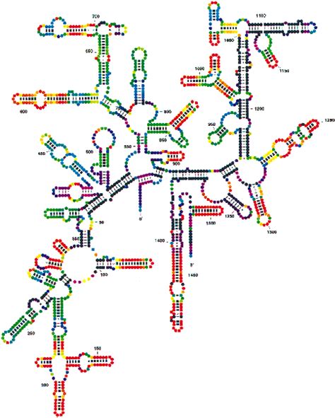 Color Annotation Of The Phylogenetic Model For 16s Rrna Of T