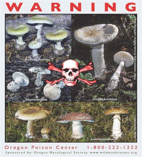 Poisonous Mushroom Poster Teachingcare Com