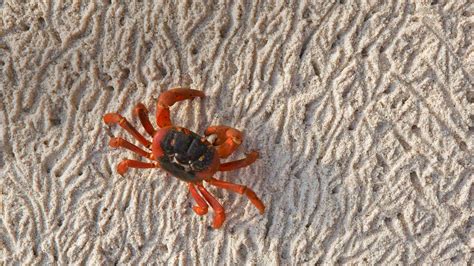 Christmas Island Crab Bing Wallpaper Download