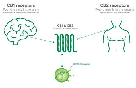 The Endocannabinoid System Makes Our Body Function Normally
