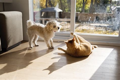 How Intelligent Are Cats Compared To Dogs