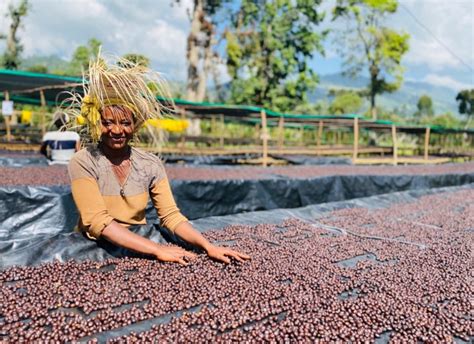 Ethiopia Fresh Crop Coffees Are Arriving · Interamerican Coffee
