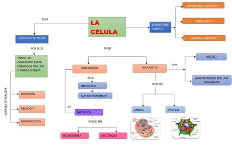 Top 55 Imagen Mapa Mental De Los Tipos De Celulas Estructura Y Funcion