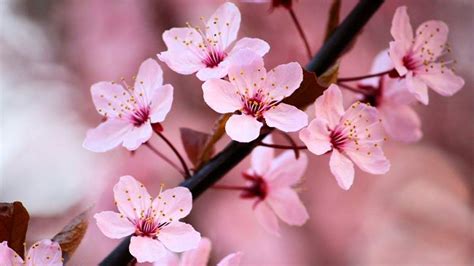 Zen Garden And Relax Music Stunning Cherry Blossom Sakura 2 Hours Sleep Relaxing 1080