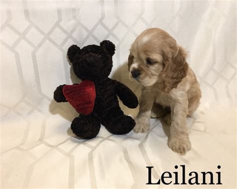 Check spelling or type a new query. American Cocker Spaniel puppy dog for sale in Roanoke, Virginia