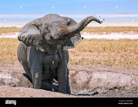 Elephant Loxodonta Africana In The Mud Etosha National Park Namibia