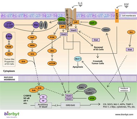 Jakstat Signaling Pathway Biorbyt