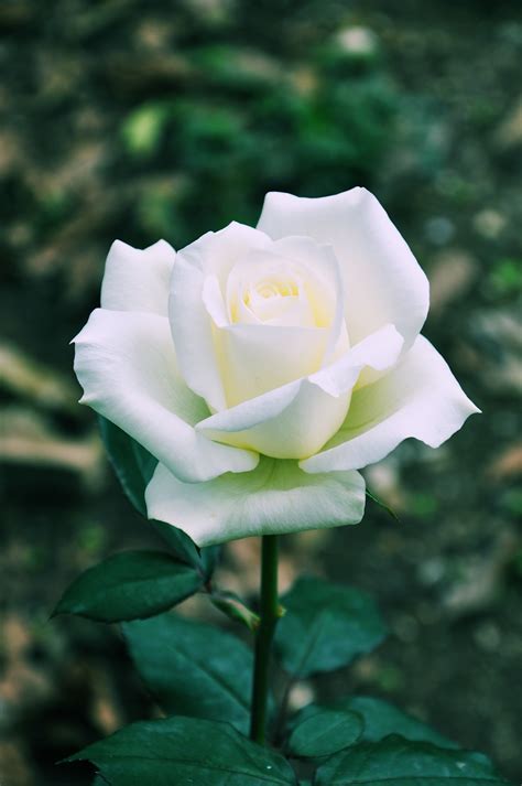 Banco De Imágenes Gratis Hermosa Rosa Blanca Beautiful White Rose