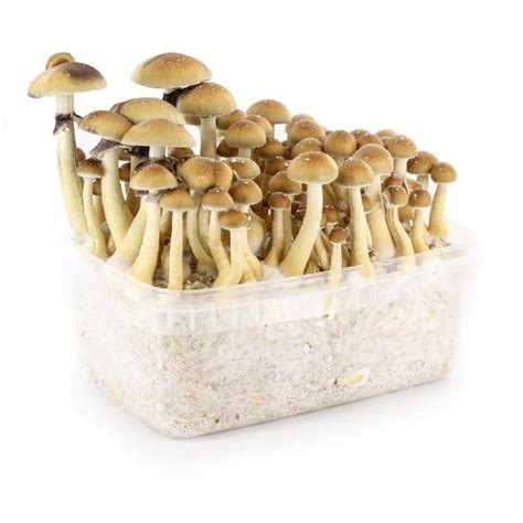mushroom growing kit magic buy magic mushrooms