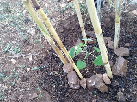 There is a fine line, however. Fruit trees spacing & Mixed orchard (forest garden forum ...