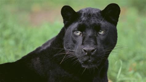 Get great deals on ebay! What Is the Scientific Name for a Black Panther ...