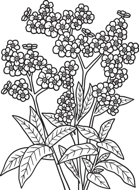 Forget Me Nots Flower Coloring Page For Adults 7066685 Vector Art At