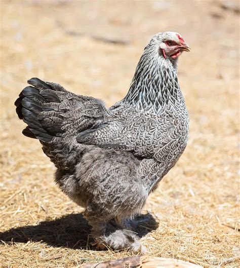 Brahma Chicken Breed What You Need To Know BestSurvivalSkills Com