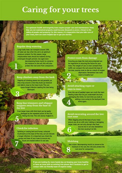 Tree Care Infographic Arbor Operations