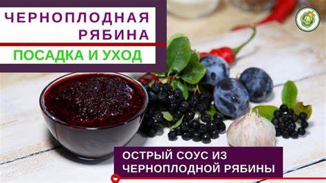 Черноплодная рябина диета ЧЕРНОПЛОДНАЯ РЯБИНА ИЛИ АРОНИЯ - как вырастить и чем полезна//Рецепт ЧЕРНОПЛОДНАЯ РЯБИНА ИЛИ АРОНИЯ - как вырастить и чем полезна//Рецепт Черноплодная рябина диета