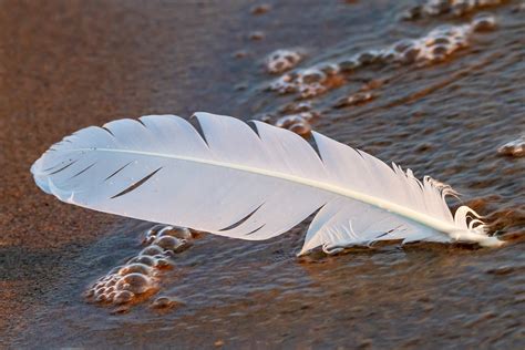 White Feather What Is The Meaning Behind This Angelic Sign