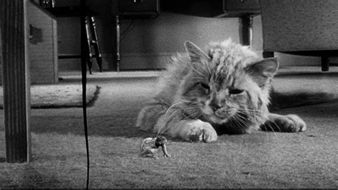 313 The Incredible Shrinking Man 1957 Thousand Movie Project
