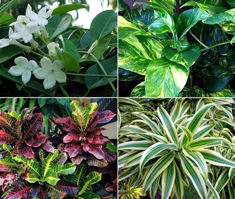10 Elegant Plants For Vertical Garden Living Wall Naturebring