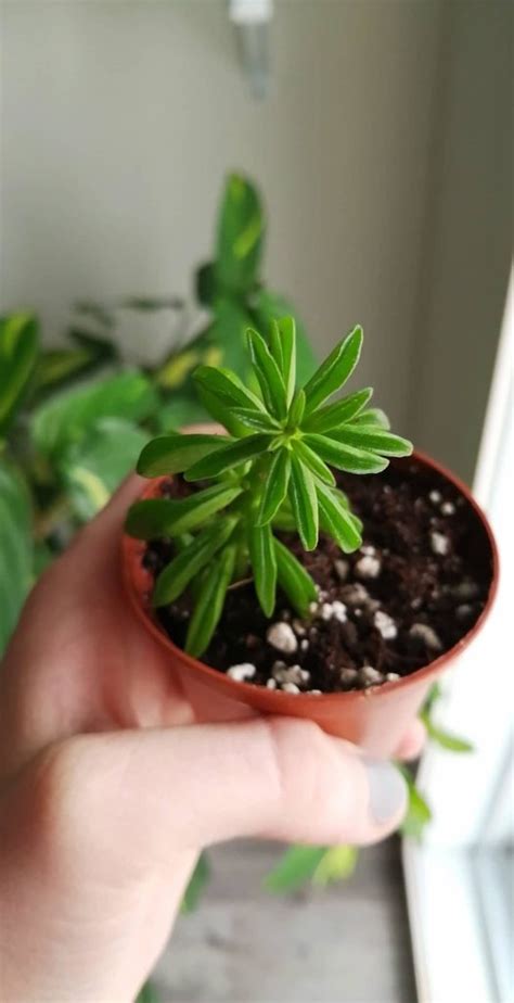 Peperomia Nivalis 6 Caring Tips And Propagation Guide