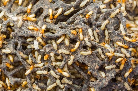 Protect Home From Termites Arrow Termite And Pest Control