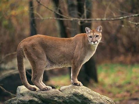Photographing The Elusive Cougar Indiegogo