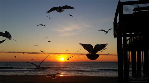 Seagulls At Sunrise Photograph By Robert Banach Fine Art America