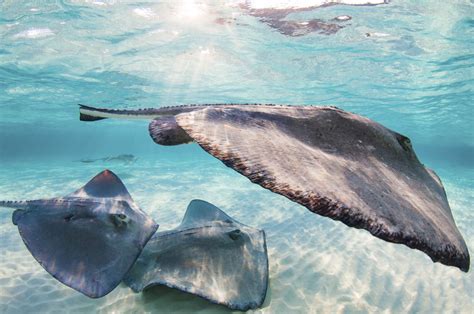 Facts Worth Knowing About Freshwater Stingrays